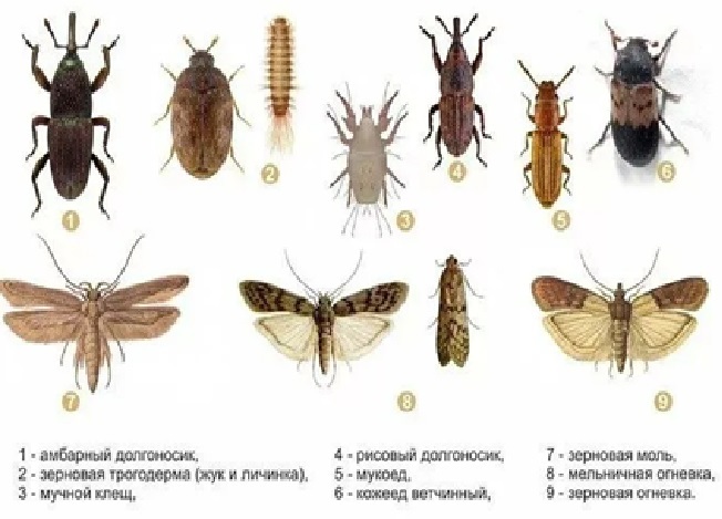 Амбарные вредители.