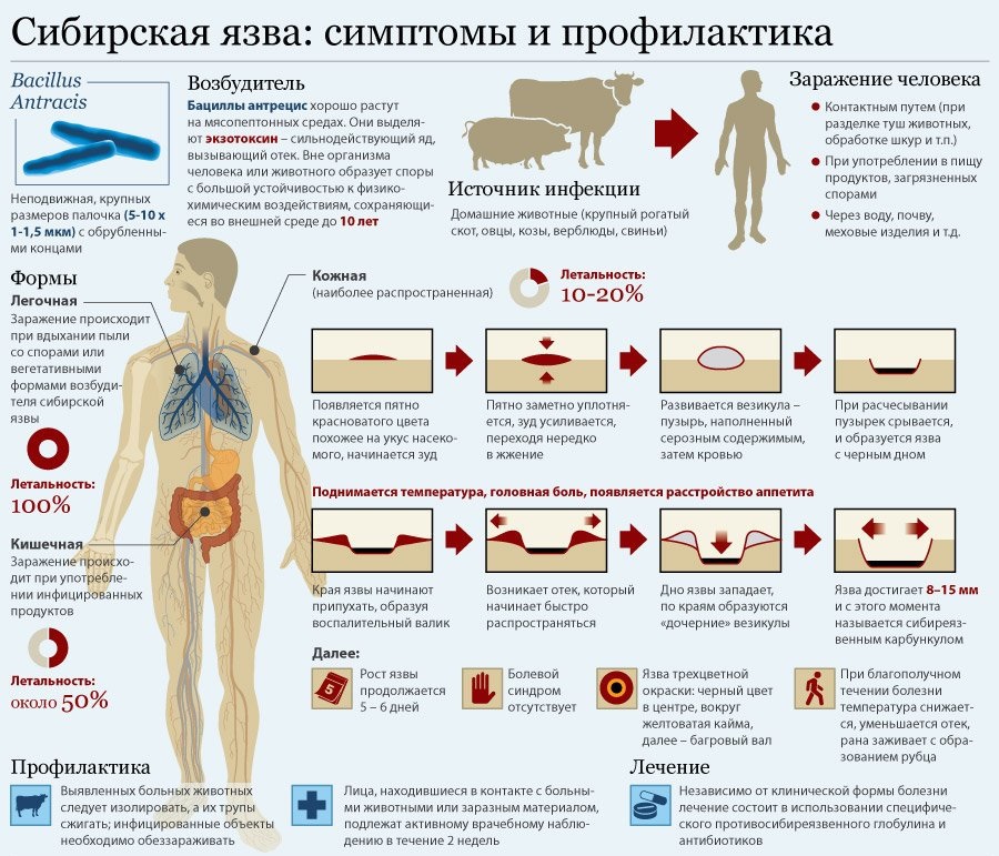 Соблюдайте меры предосторожности при распространении сибирской язвы.